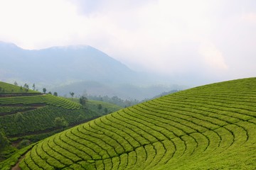 Obraz na płótnie Canvas Teeplantagen in den Hügeln Keralas