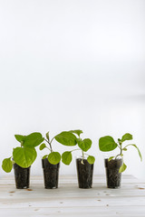 Plastic Cup with earth, which contains young green eggplants for seedlings. Young seedlings are placed on a wooden surface