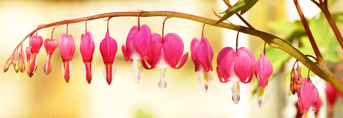 panoramic view of Bleeding heart, weeping hearts flowers, Lamprocapnos spectabilis, ornamental plant, shape of heart blossom. lyre flower, Lady-in-a-bath hanging in a line on blur natural background. 