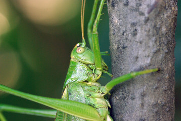 Locust. Green Locust. Adult locust close up