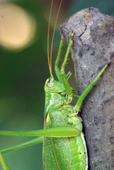 Locust. Green Locust. Adult locust close up