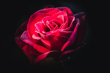 Close up of a beautiful Rose Flower