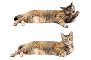 A tortoiseshell cat isolated on a white background.