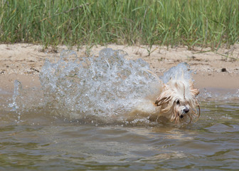 havanese dog playing in the water
