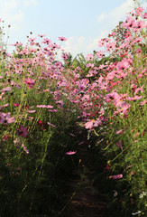 Obraz na płótnie Canvas Beautiful pink cosmos flowers in the garden and blue sky.