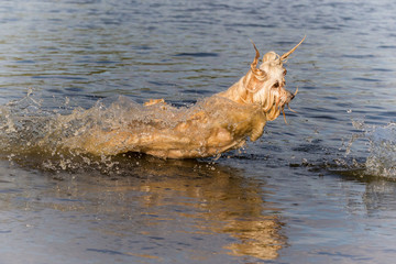 havanese dog playing in the water
