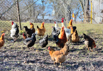 Rooster and chickens grazing on the grass