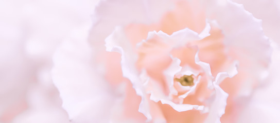 Abstract floral background, pale pink carnation flower. Macro flowers backdrop for holiday brand design