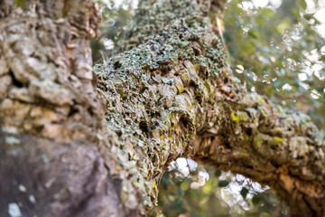 Passeggiata nella foresta tra alberi di querce e sughere maestose