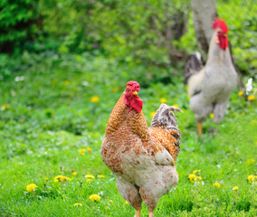 The rooster is very beautiful on a background of grass