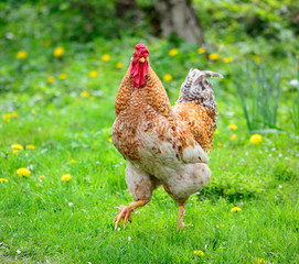 The rooster is very beautiful on a background of grass