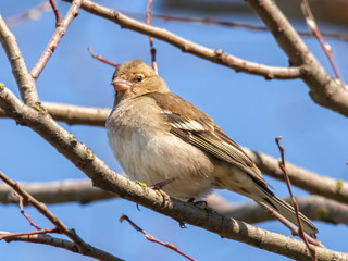 Buchfink im Baum