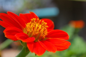 フラワー　 flower　flor