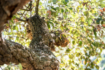 Obraz premium Passeggiata nella foresta tra alberi di querce e sughere maestose