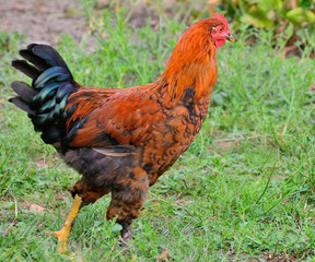 The rooster is very beautiful on a background of grass