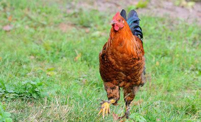 The rooster is very beautiful on a background of grass