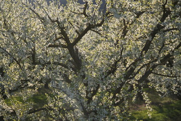 Mirabelle plum trees orchard white flowers