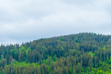 Forest in the Mountains