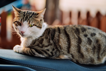 Cute ordinary cat  sitting outdoors.