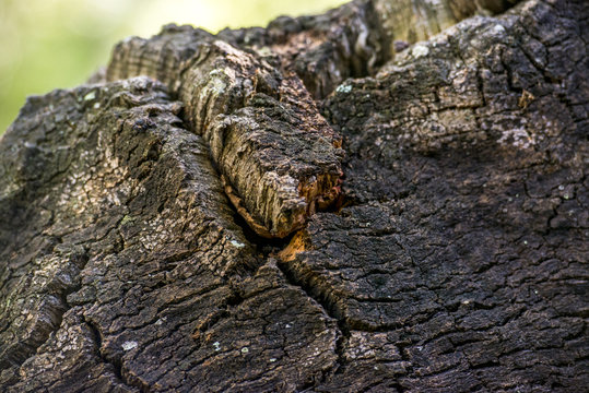 Passeggiata nella foresta tra alberi di querce e sughere maestose