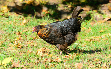Chicken walks outdoors in the garden