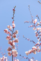 Spring sakura blossom in a sunny day. Sakura flowers bloom. 