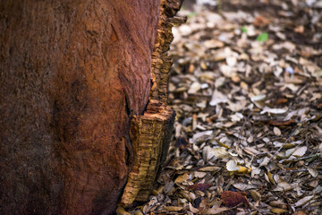 Passeggiata nella foresta tra alberi di querce e sughere maestose