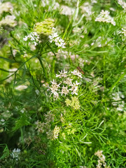 Coriander white flower and natural wallpaper background quality green. Parsa Nepal