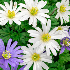 white daisies on green background