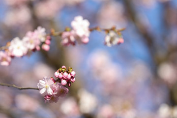 Spring sakura blossom in a sunny day. Sakura flowers bloom. 