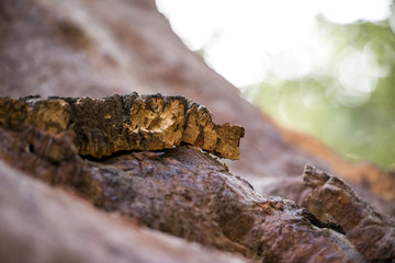 Passeggiata nella foresta tra alberi di querce e sughere maestose