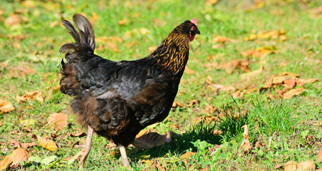Chicken walks outdoors in the garden