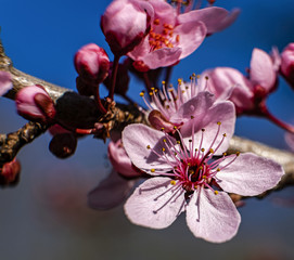 Nice cherry plum flower on the blue sky as back base
