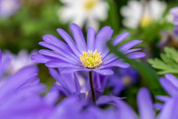 Fototapeta premium close up of purple flower