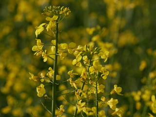 Obraz premium Rapsblüte