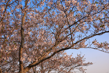 桜
