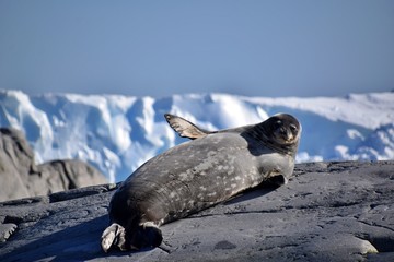 Crab-eater Seal , Petermann Island , Antarctica 