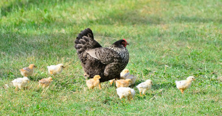 Chicken with little chickens and ducklings