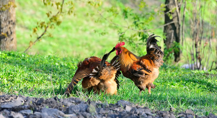 Rooster and chickens grazing on the grass