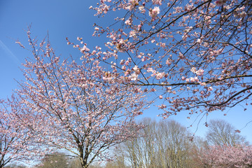 Spring sakura blossom in a sunny day. Sakura flowers bloom. 
