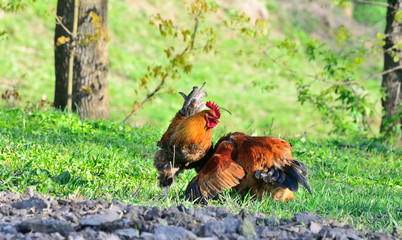 Rooster and chickens grazing on the grass