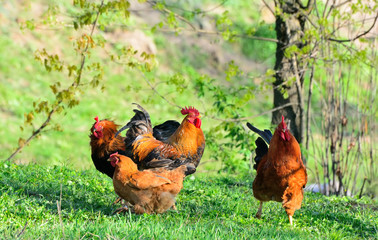 Rooster and chickens grazing on the grass