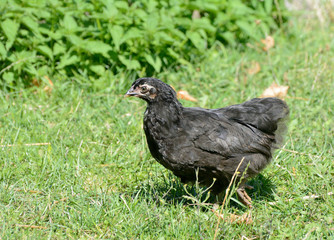 Young black chicken on the grass