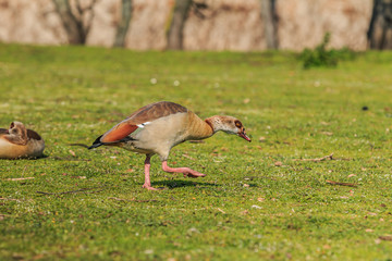 Egyptian goose water bird on green grass during the day in sunshine. Goose with brown feathers on the body and reddish green on the tail.
