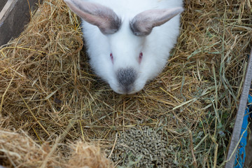 Big white rabbit in a wooden box with hay