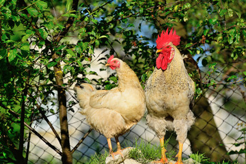 Rooster and chickens grazing on the grass