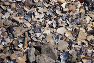 Sea coast closeup stones and shells, natural background
