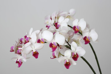 Orchidee