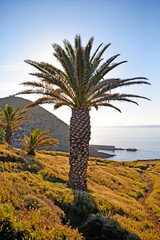 palm trees on the beach