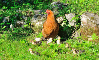 Chicken with little chickens and ducklings